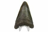 Fossil Megalodon Tooth - South Carolina #130759-2